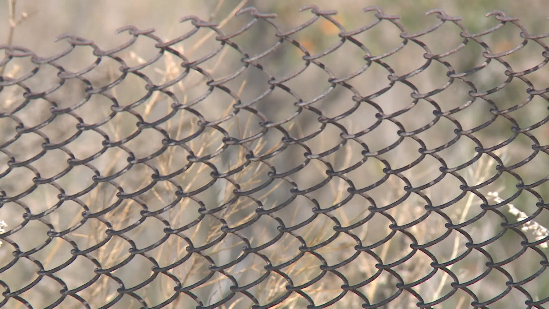 Вспышка бешенства произошла в хуторе под Волгоградом