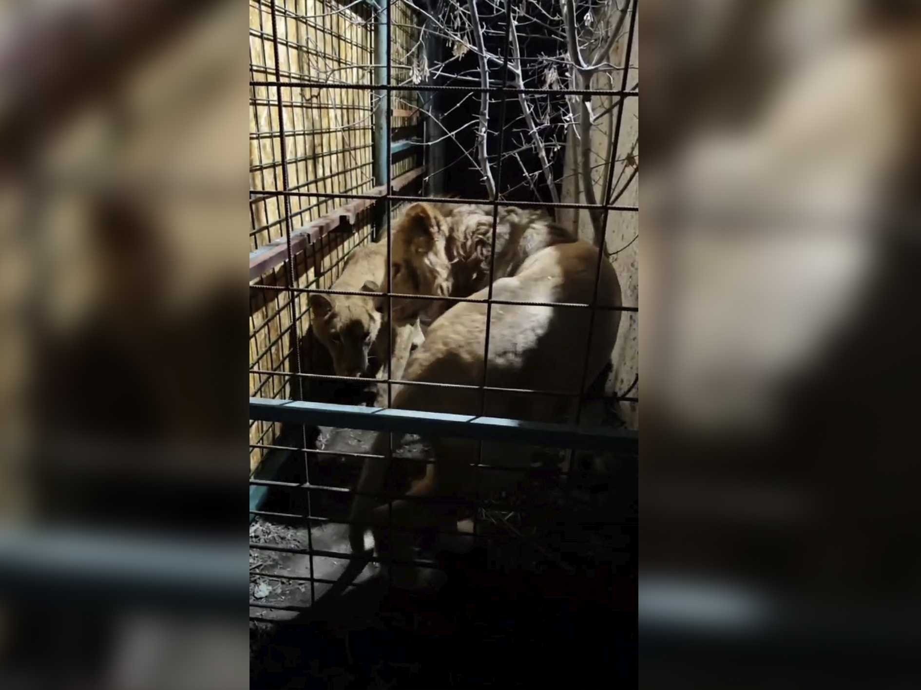 Пять изъятых из частного зоопарка львов приехали в волгоградский приют «Дино»