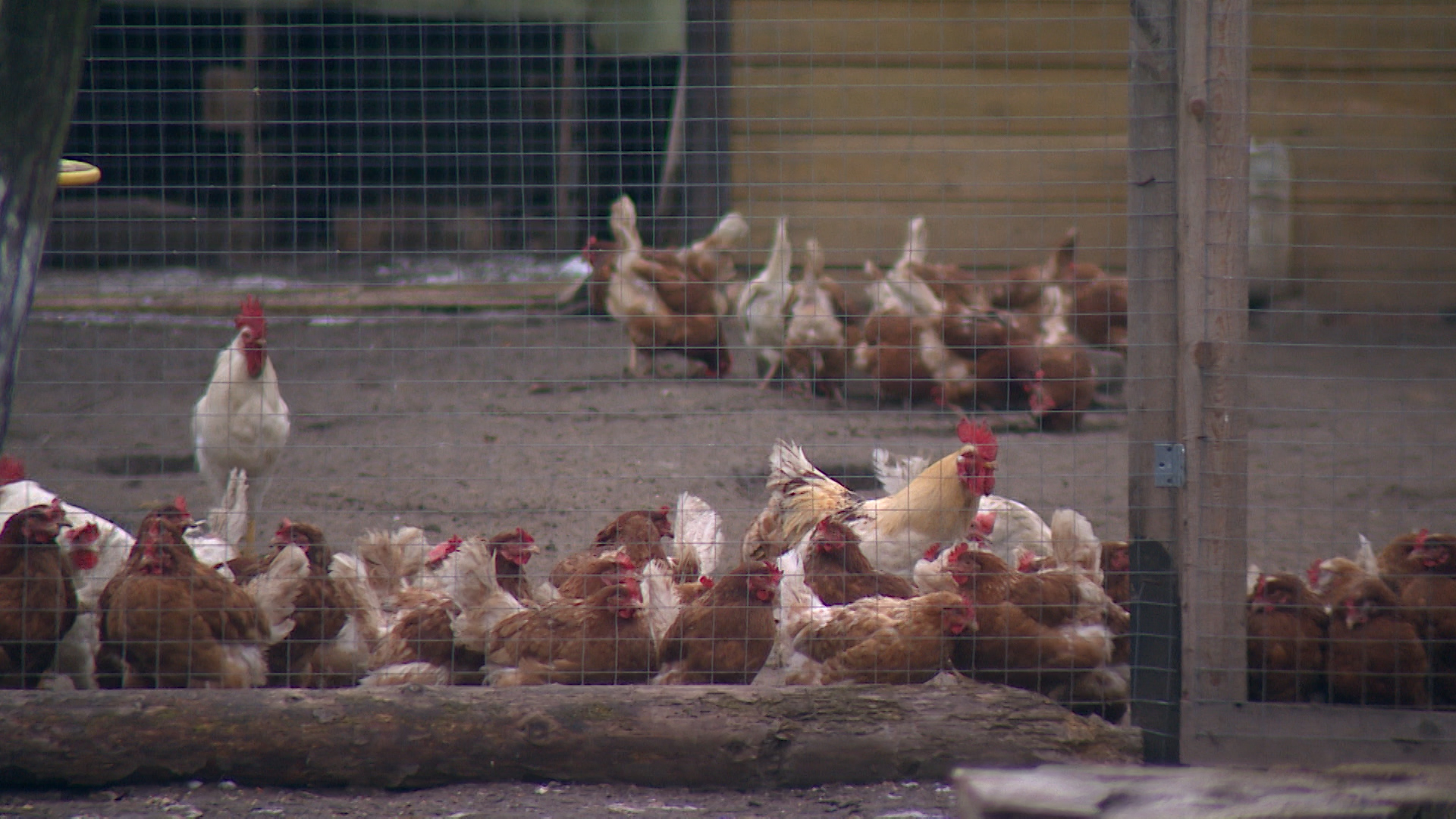 На экспорт в Узбекистан Волгоградская область отправила 22 тонны птичьих кормов