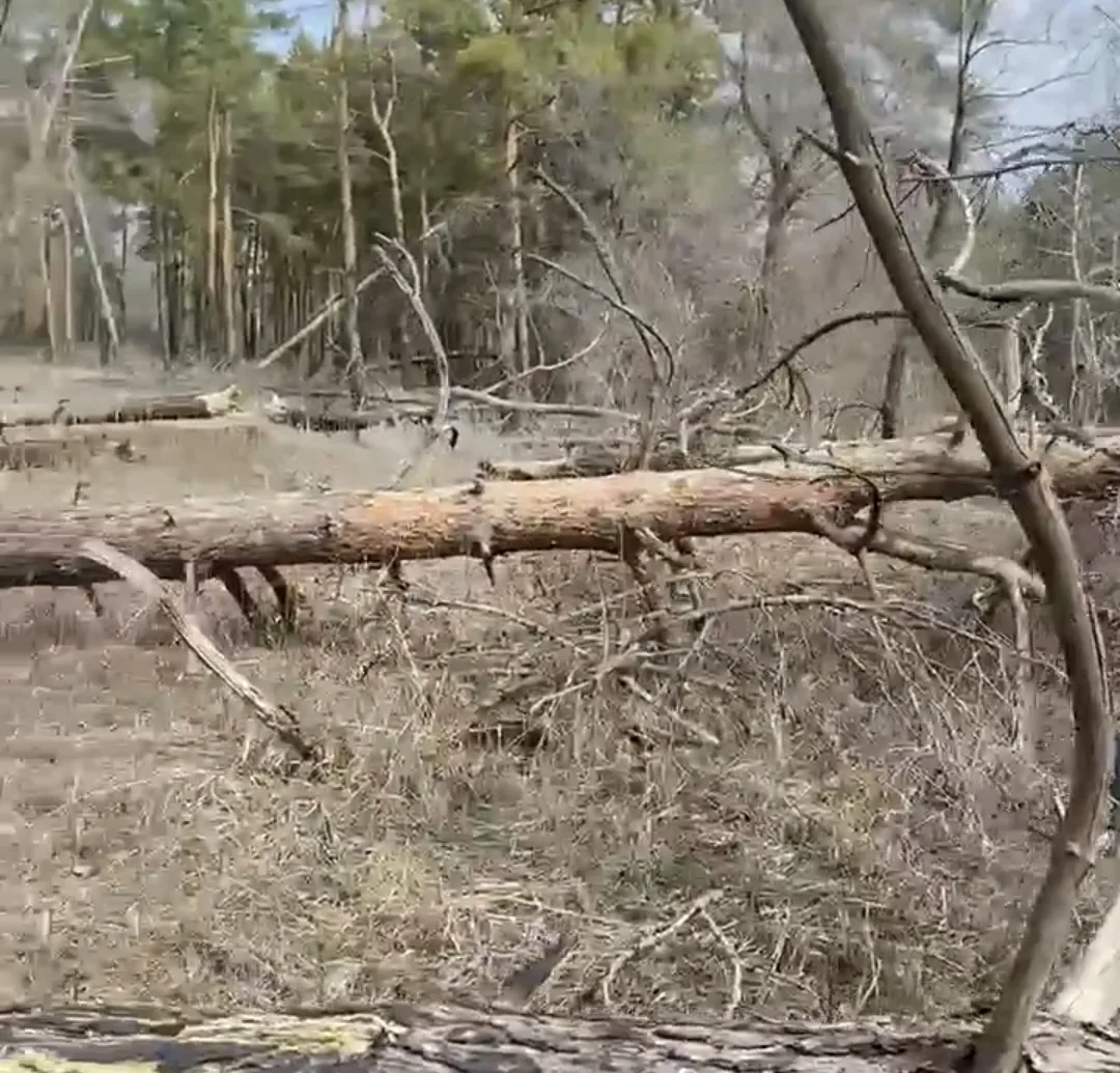 Жители Николаевска вновь сообщают о массовом повале деревьев в местном лесу