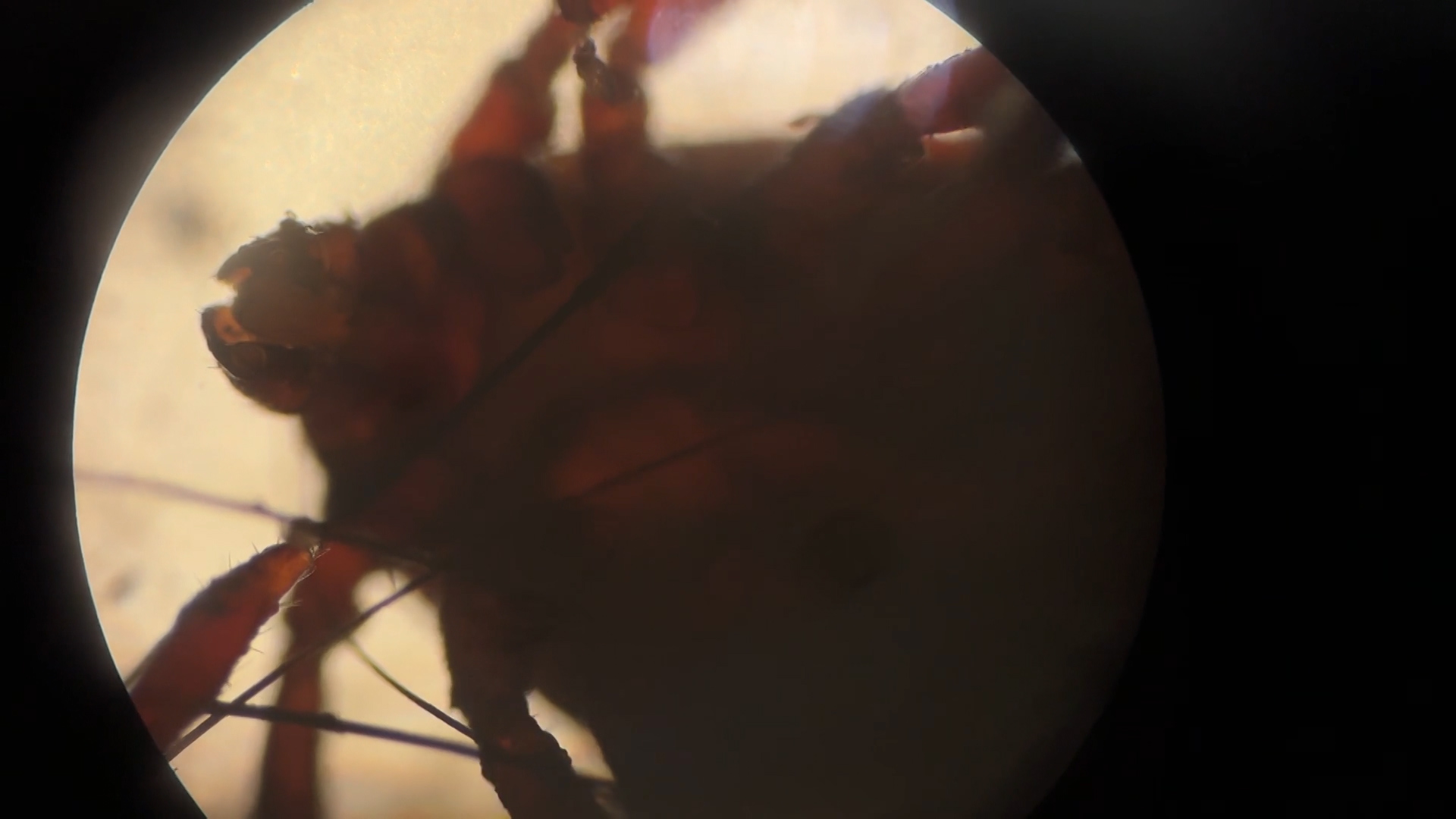 Волгоградцам рассказали, ждать ли нашествия нового вида клещей Хиаломма