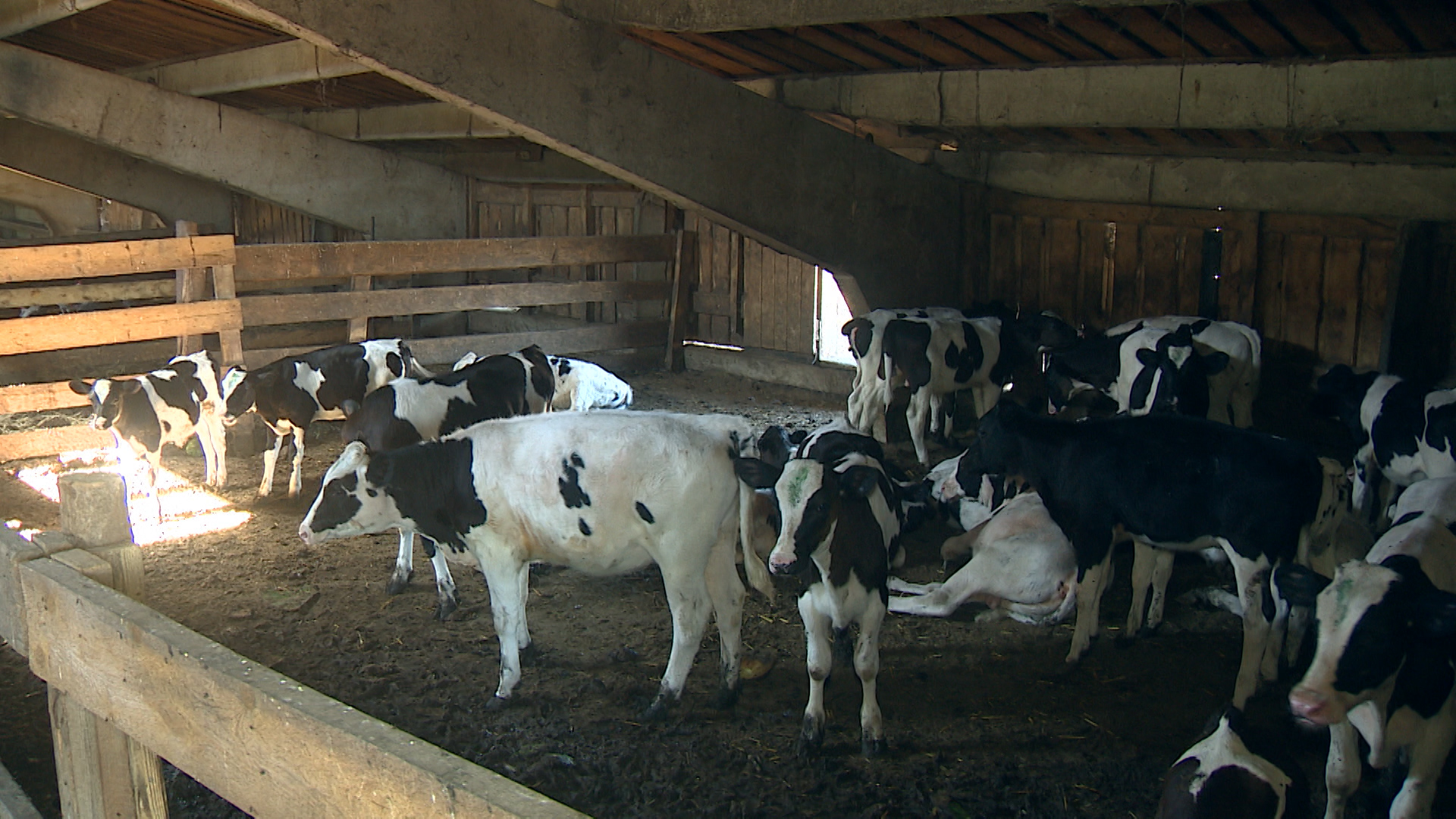 Фермера через суд обязали вакцинировать животных от бешенства в Волгоградской области
