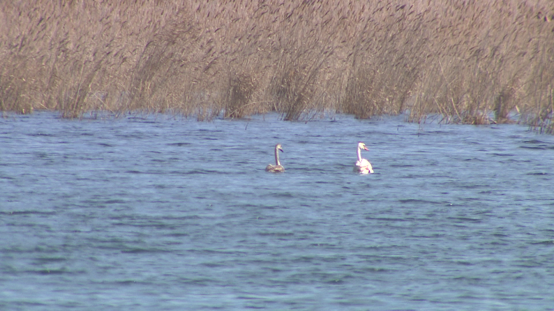 Стаю лебедей выпустили на волю после длительной реабилитации в Волгоградской области