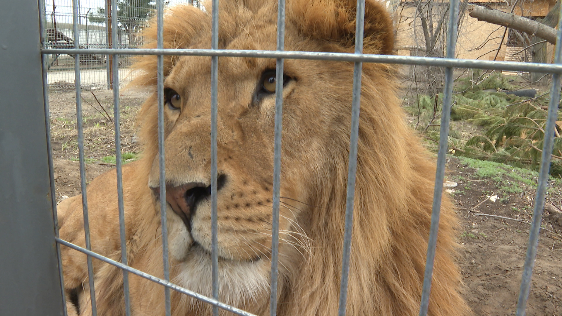 В волгоградский центр для животных привезли замученных львов из Дагестана