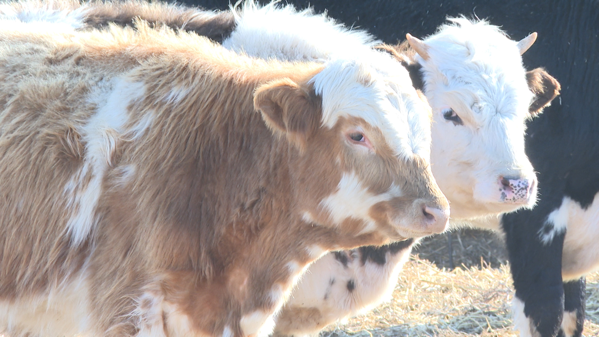 В Волгоградской области скот стал болеть бруцеллезом почти в 10 раз меньше