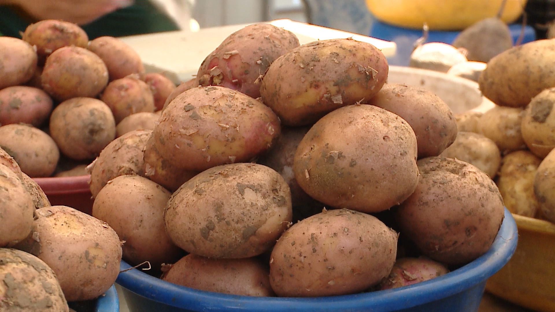 Слизистую болезнь нашли в картофеле в Волгоградской области