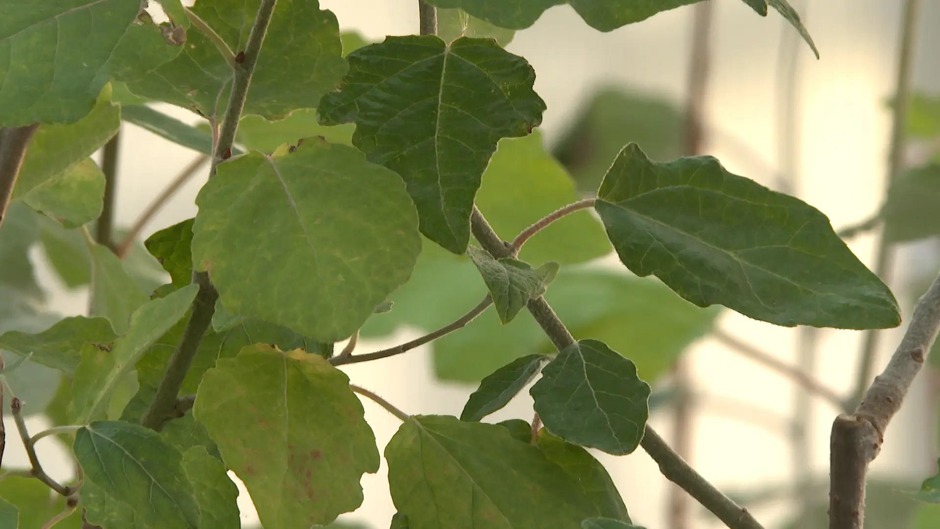 Более 12 тысяч растений планируют высадить в Волжском