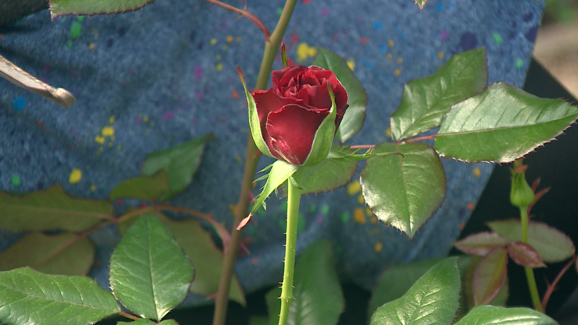 3000 кустов роз готовятся зацвести в оранжерее волгоградского агронома