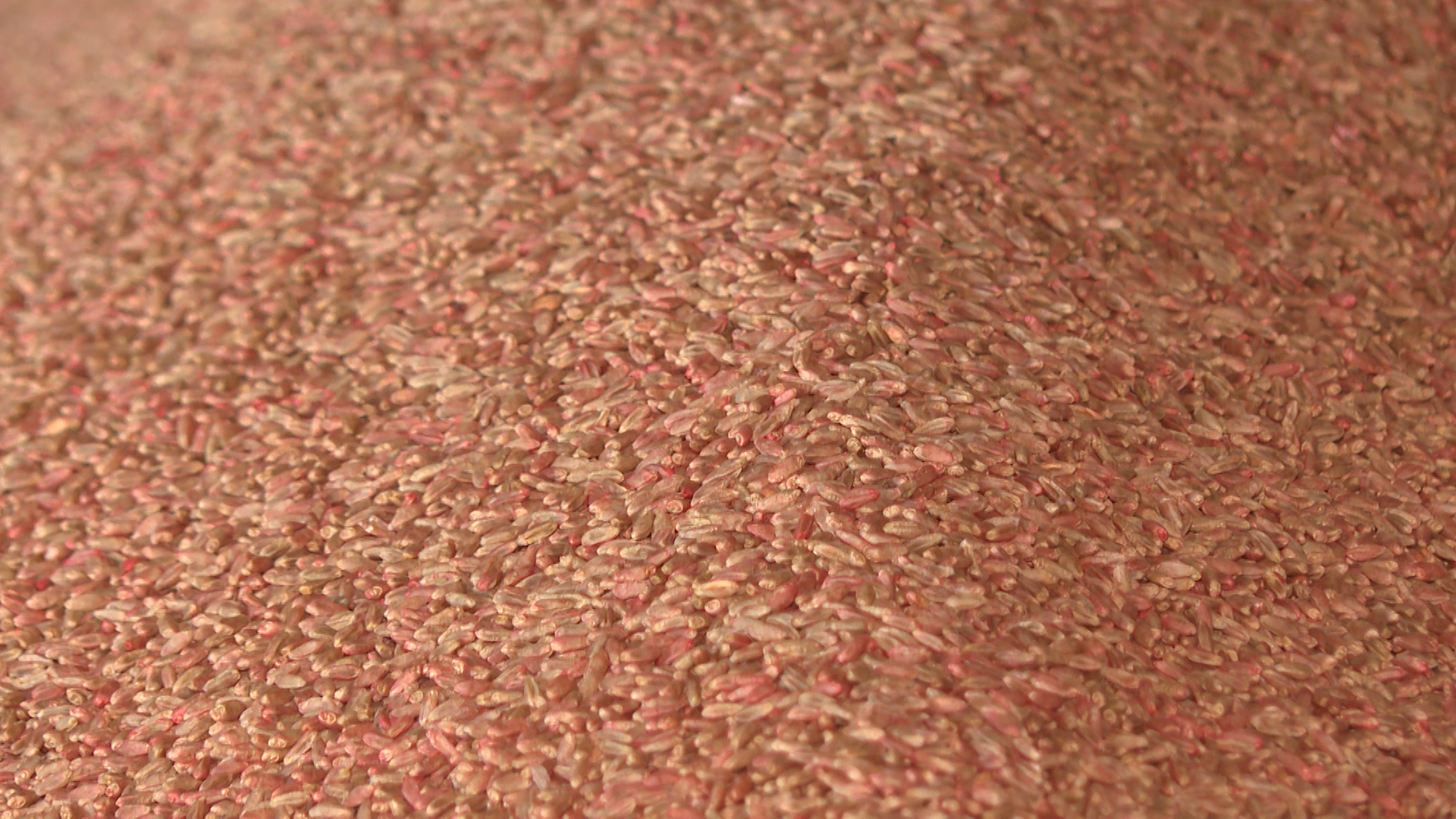 11 теплоходов с сельхозпродукцией отправились из Волгоградской области