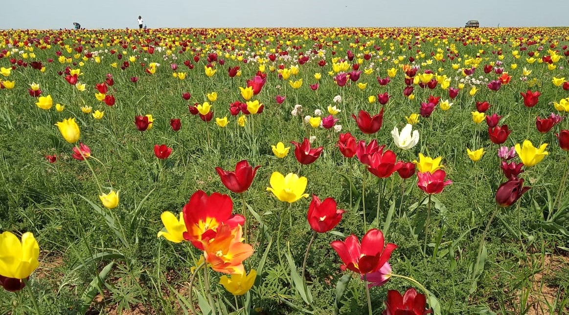 Сбор краснокнижных тюльпанов усиленно пресекают в Волгоградской области