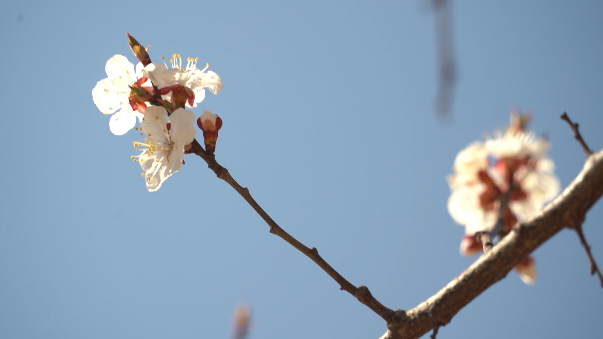 Яблоневый сад заложили на территории школы-интерната №2 в Волгограде
