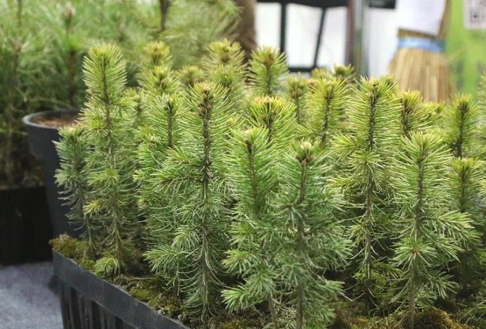 Новый экопарк создают возле Дворца творчества детей и молодежи на юге Волгограда