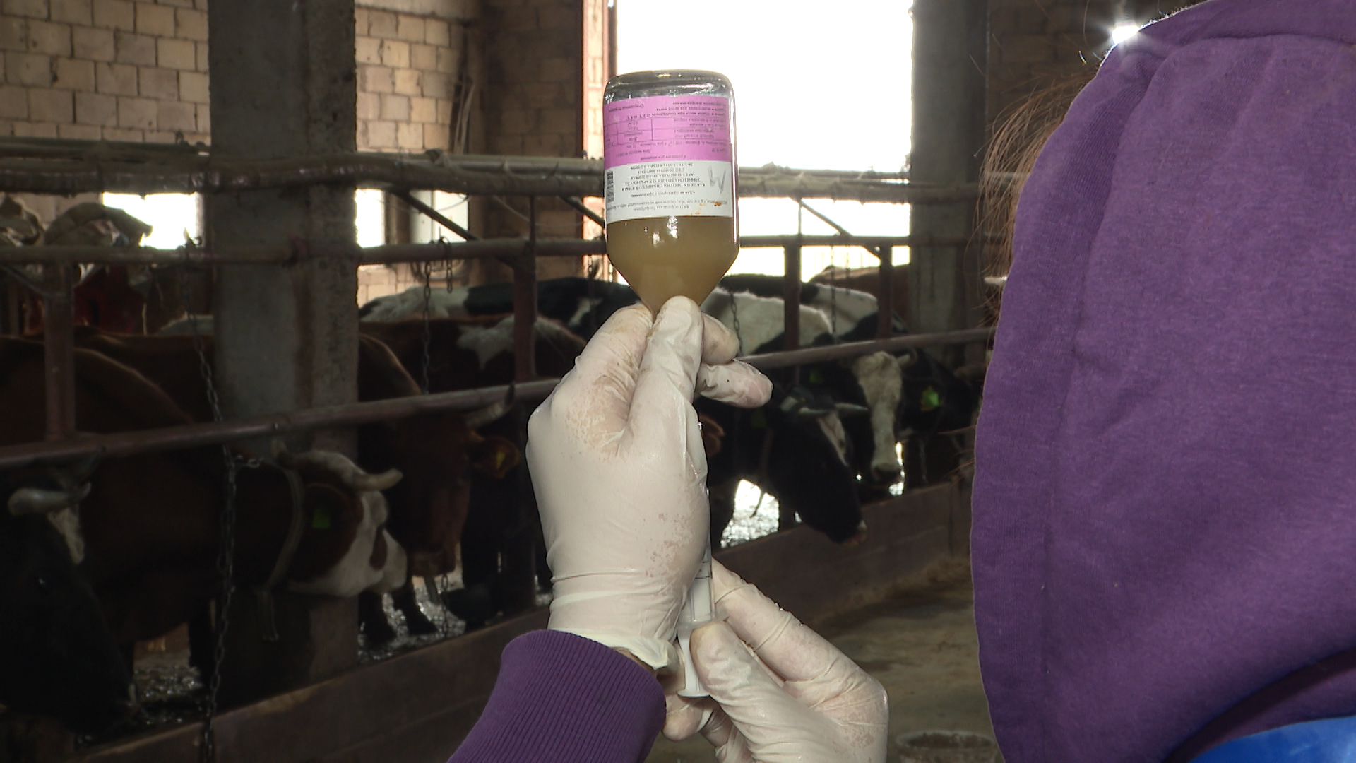 В Волгоградской области скот прививают от зоонозных инфекций