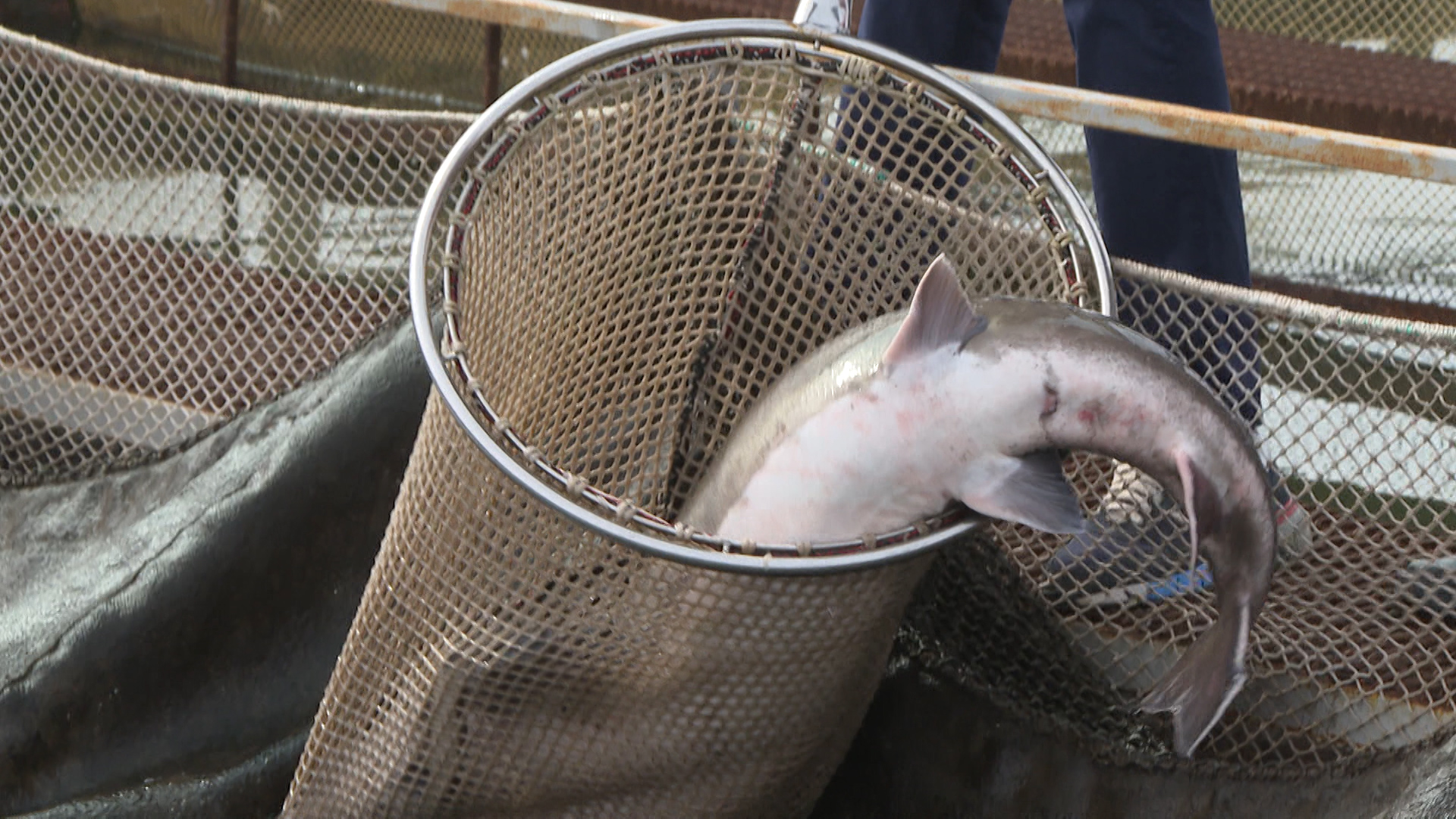 Контрабанду осетровой икры на 29 млн рублей пресекли в Волгоградской области