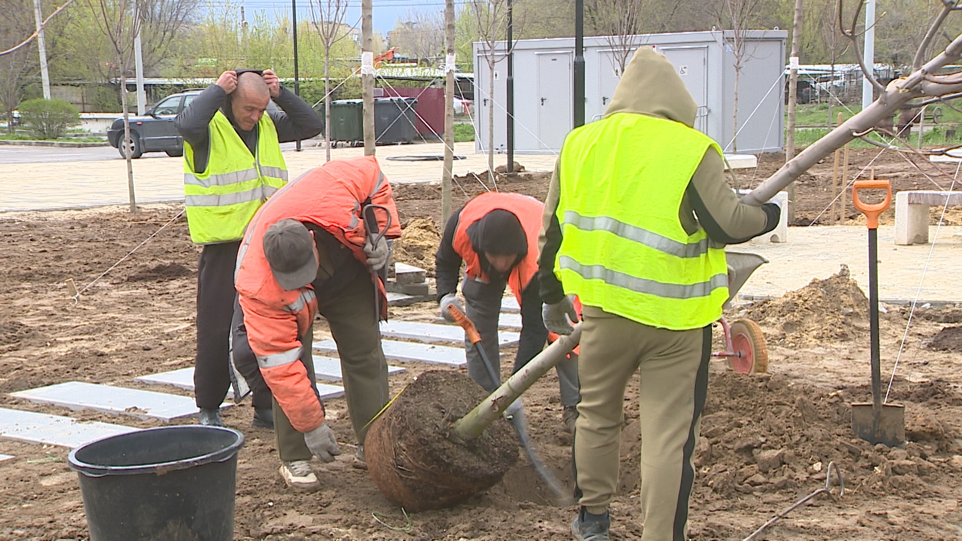 Семиметровые клены высаживают в парке Героев-летчиков в Волгограде