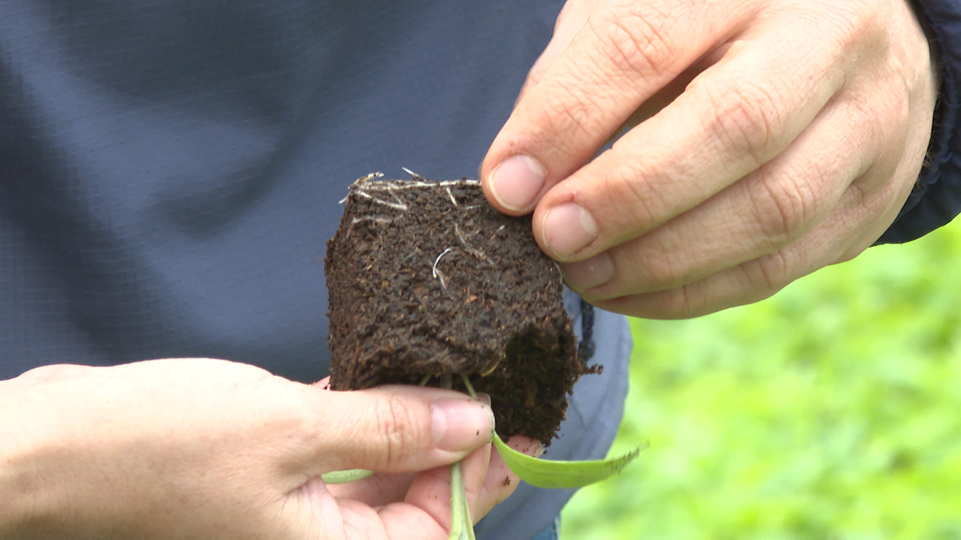 В теплицах Волгоградской области хлопочут над всходами будущего урожая