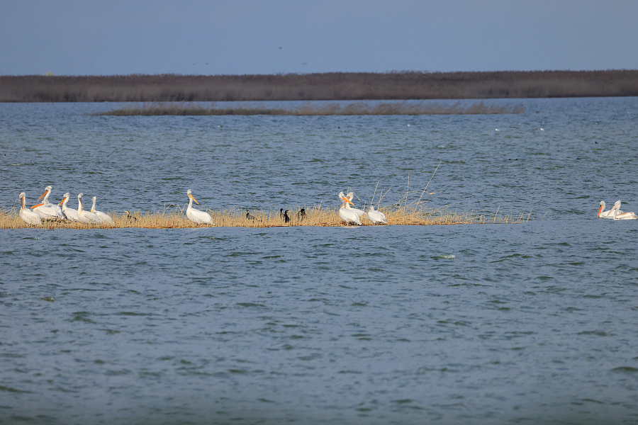 Волгоградские орнитологи обнаружили группу краснокнижных кудрявых пеликанов и других редких птиц