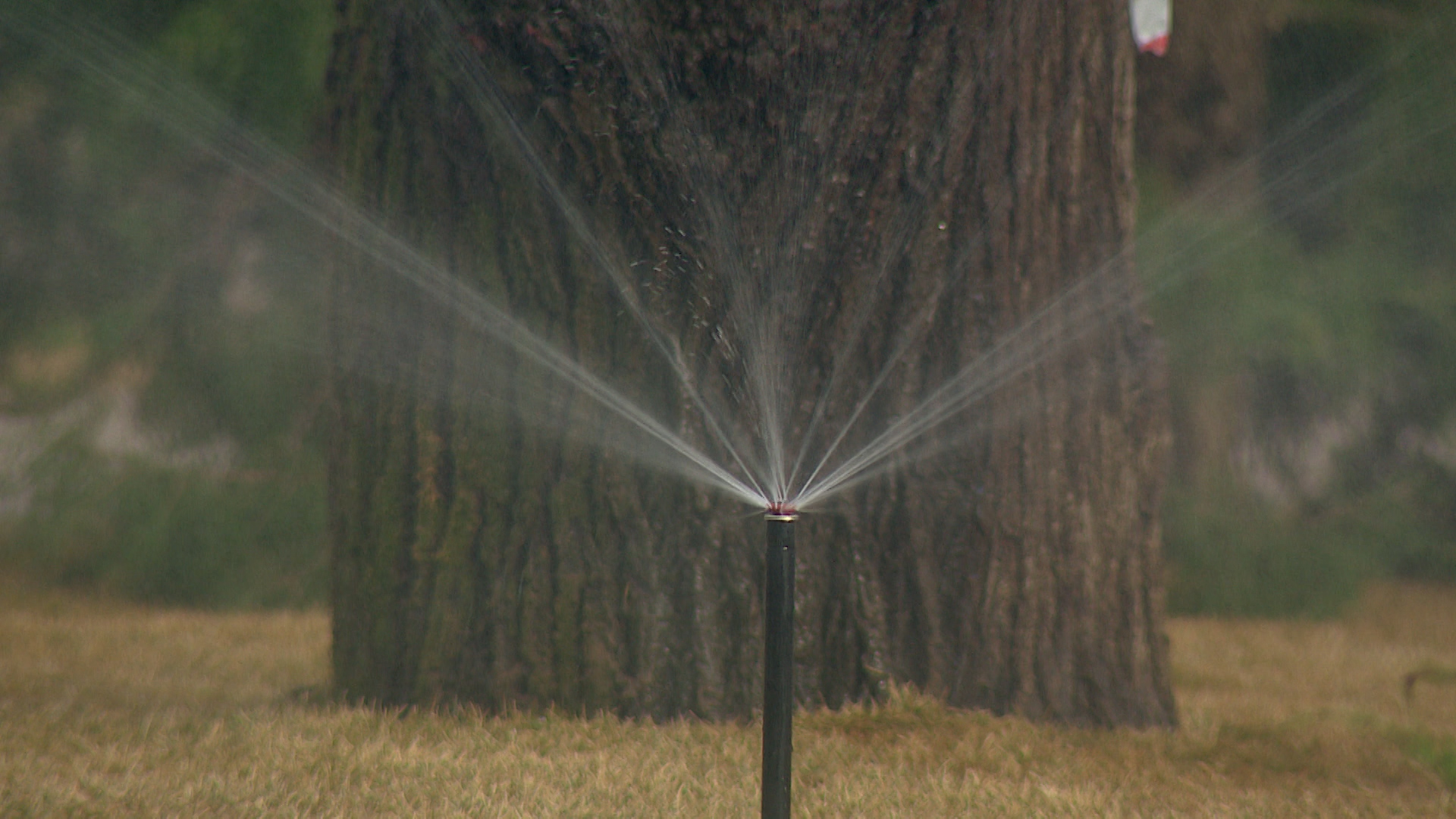 В Волгоградской области утвердили перечень опасных видов инвазивных растений