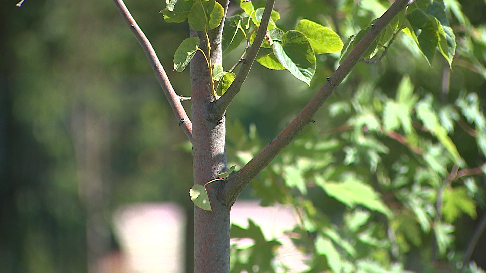 Более 1000 деревьев и кустарников высадили в Волгограде в рамках субботника
