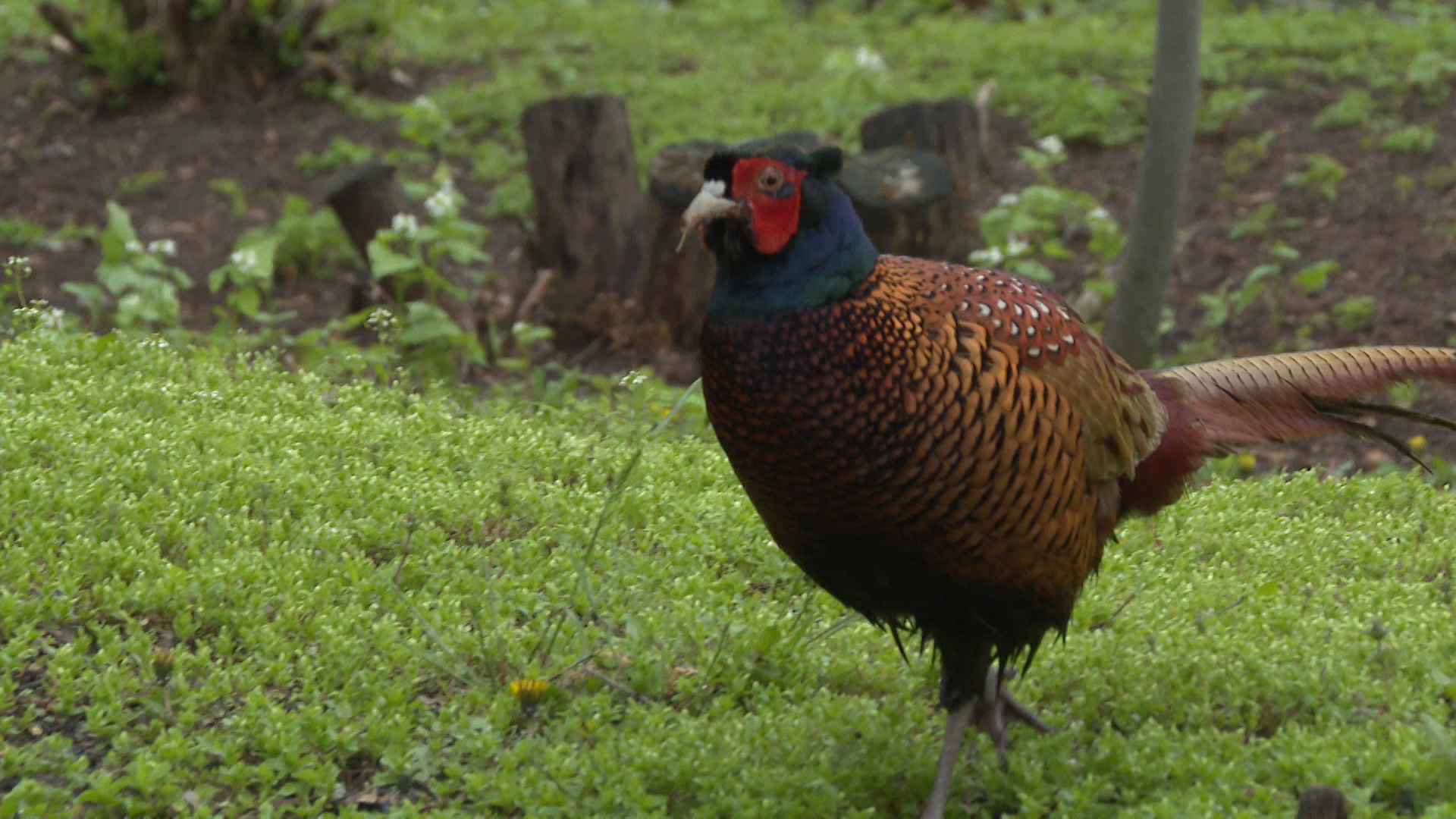 Фазаны и белки: зоологи предупредили волгоградцев о переносчиках опасных клещей