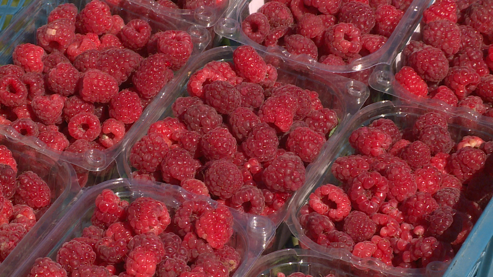 Волгоградская область в 2,2 раза увеличила производство плодов и ягод