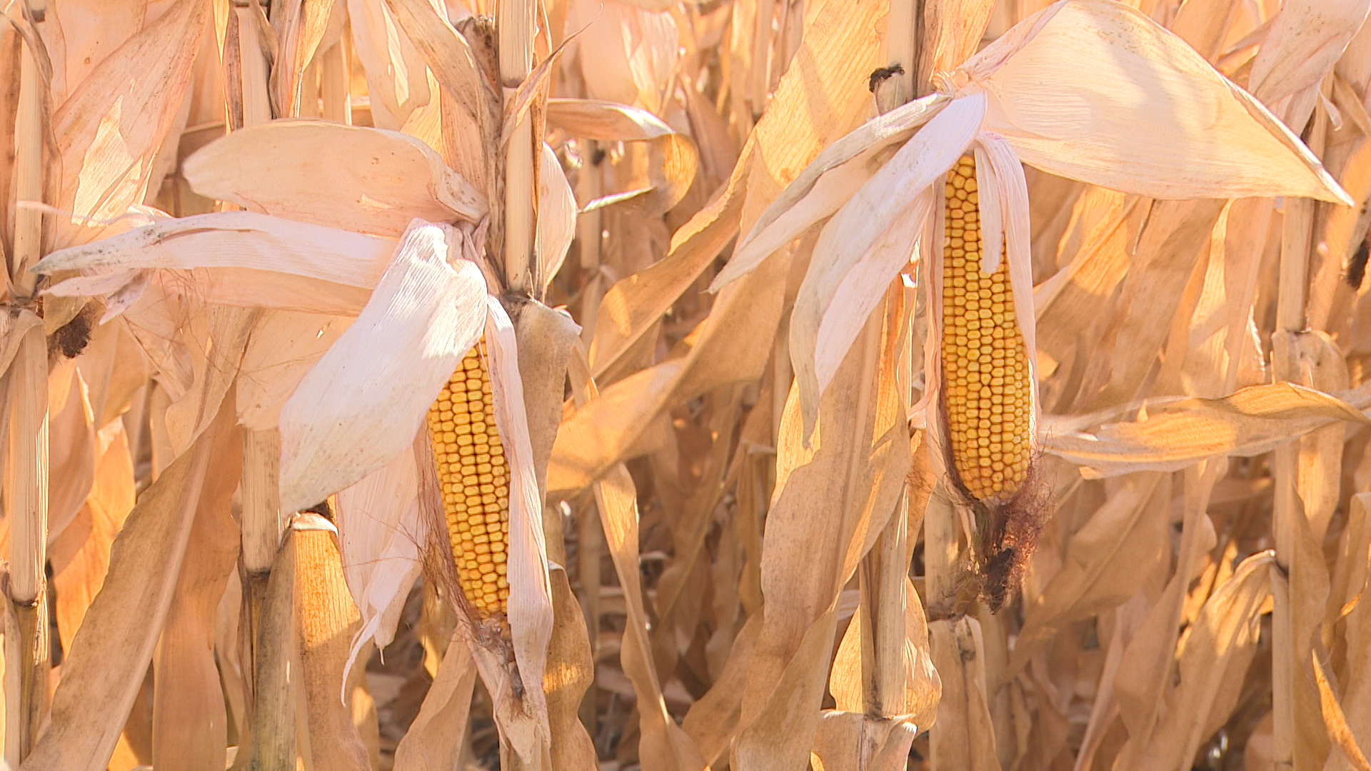 В Иран доставили 20 тысяч тонн кукурузы и ячменя из Волгоградской области