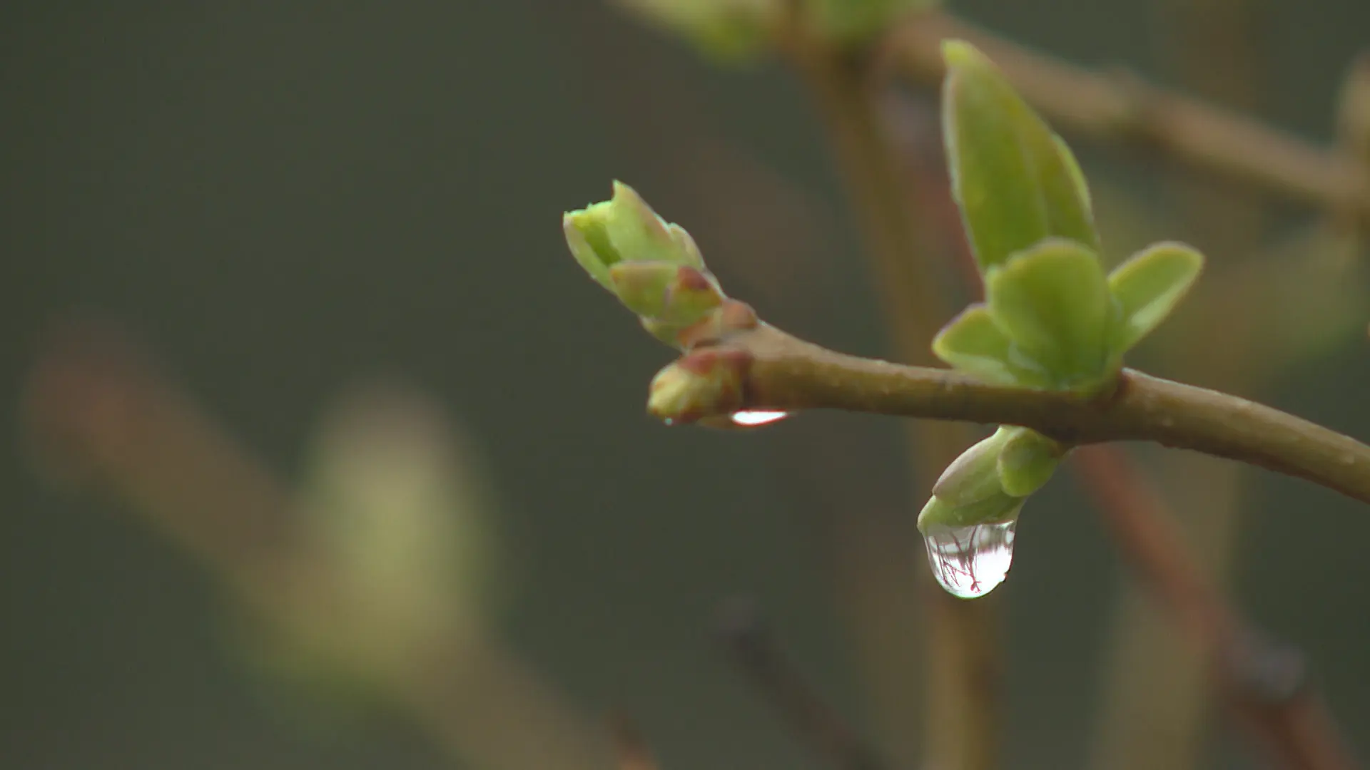 Дождливая и холодная погода не покидает Волгоградскую область