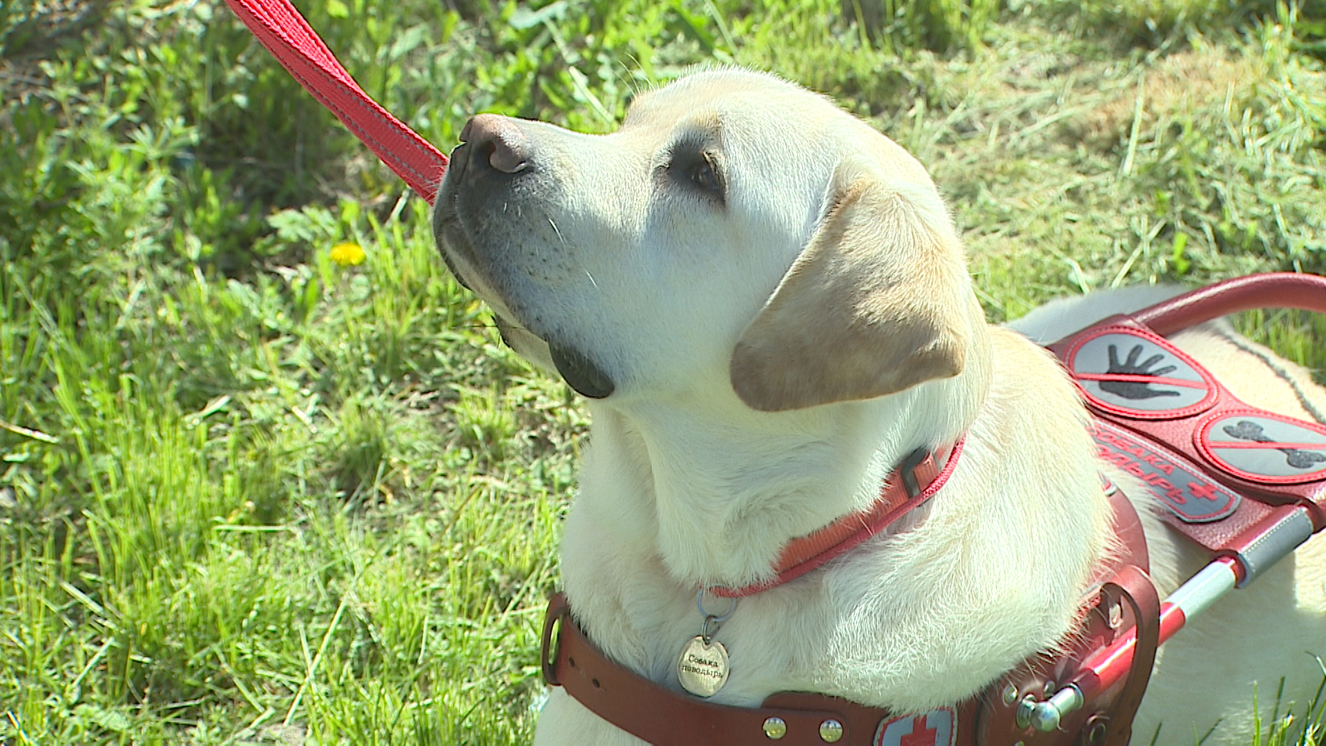 Волгоградцам объяснили, как правильно вести себя при встрече с собакой-поводырем