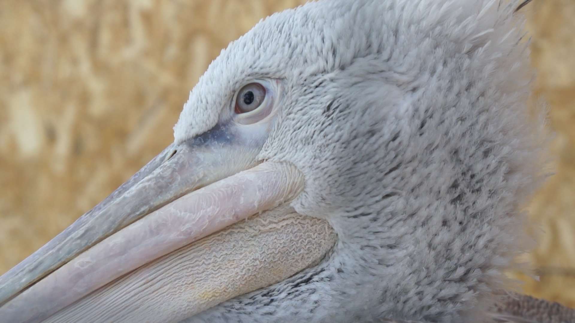Кудрявого пеликана выпустили на волю после реабилитации в Волгоградской области