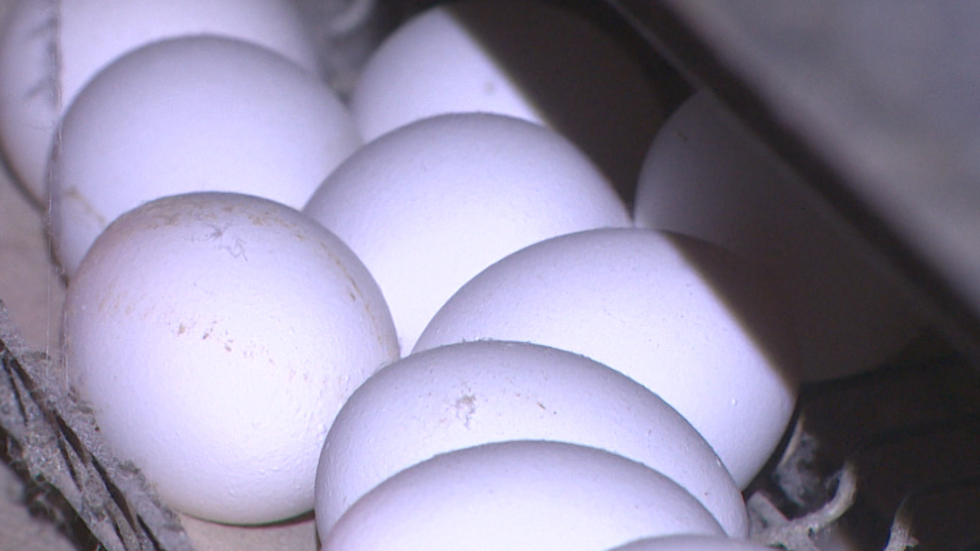 Сальмонелла и норовирус: какие продукты волгоградцам не рекомендуют есть без термообработки