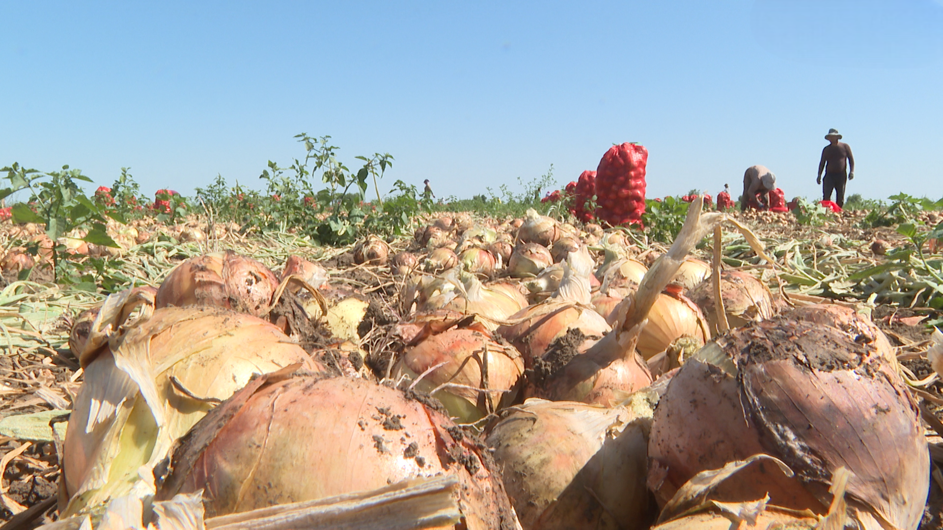 Морковь, свекла, картофель и лук: какой урожай ожидают в Городищенском районе