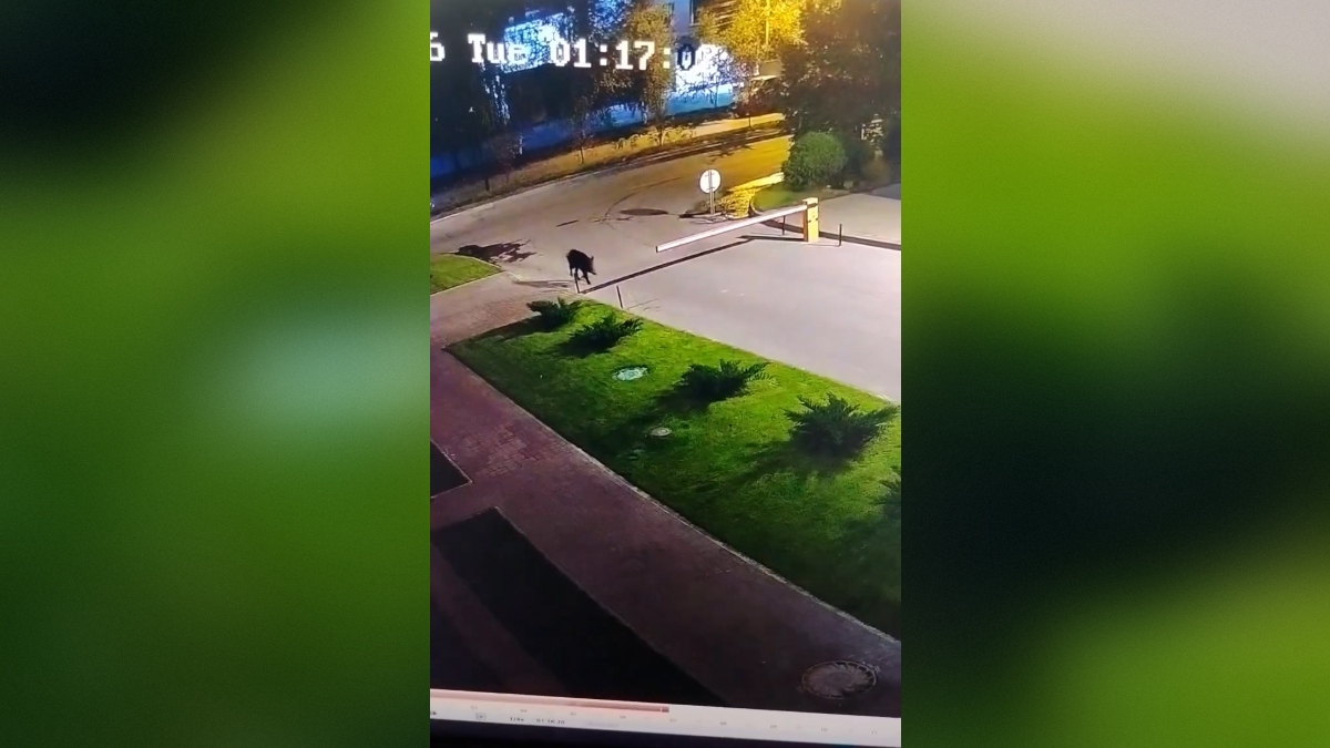 Дикого кабана заметили волгоградцы в Ворошиловском районе ночью