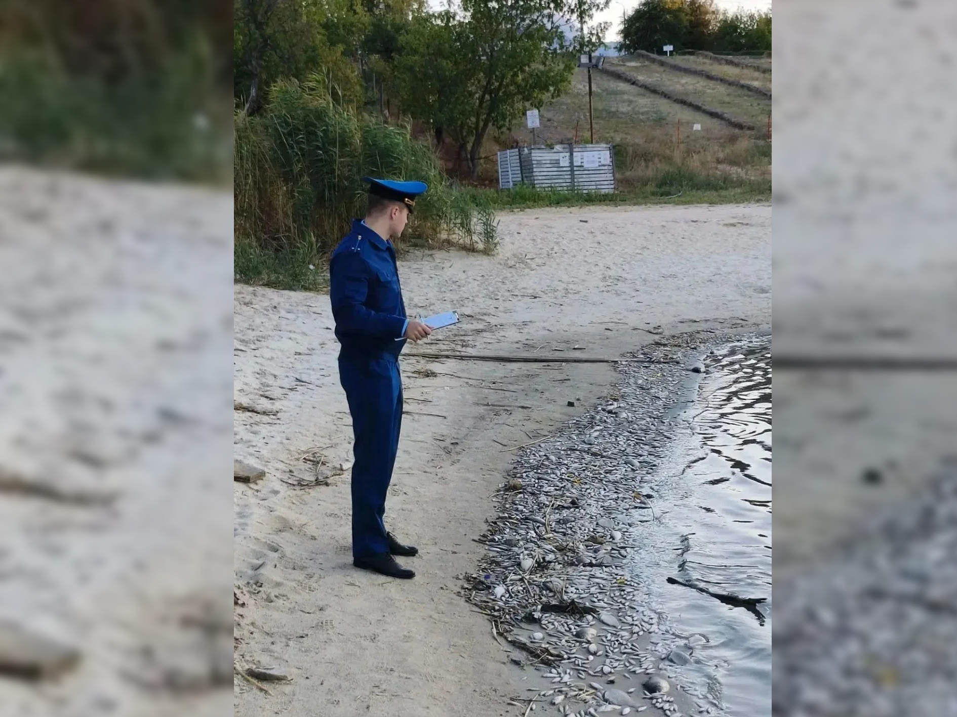 В Волгограде организовали проверку по факту массовой гибели рыбы в Ангарском пруду