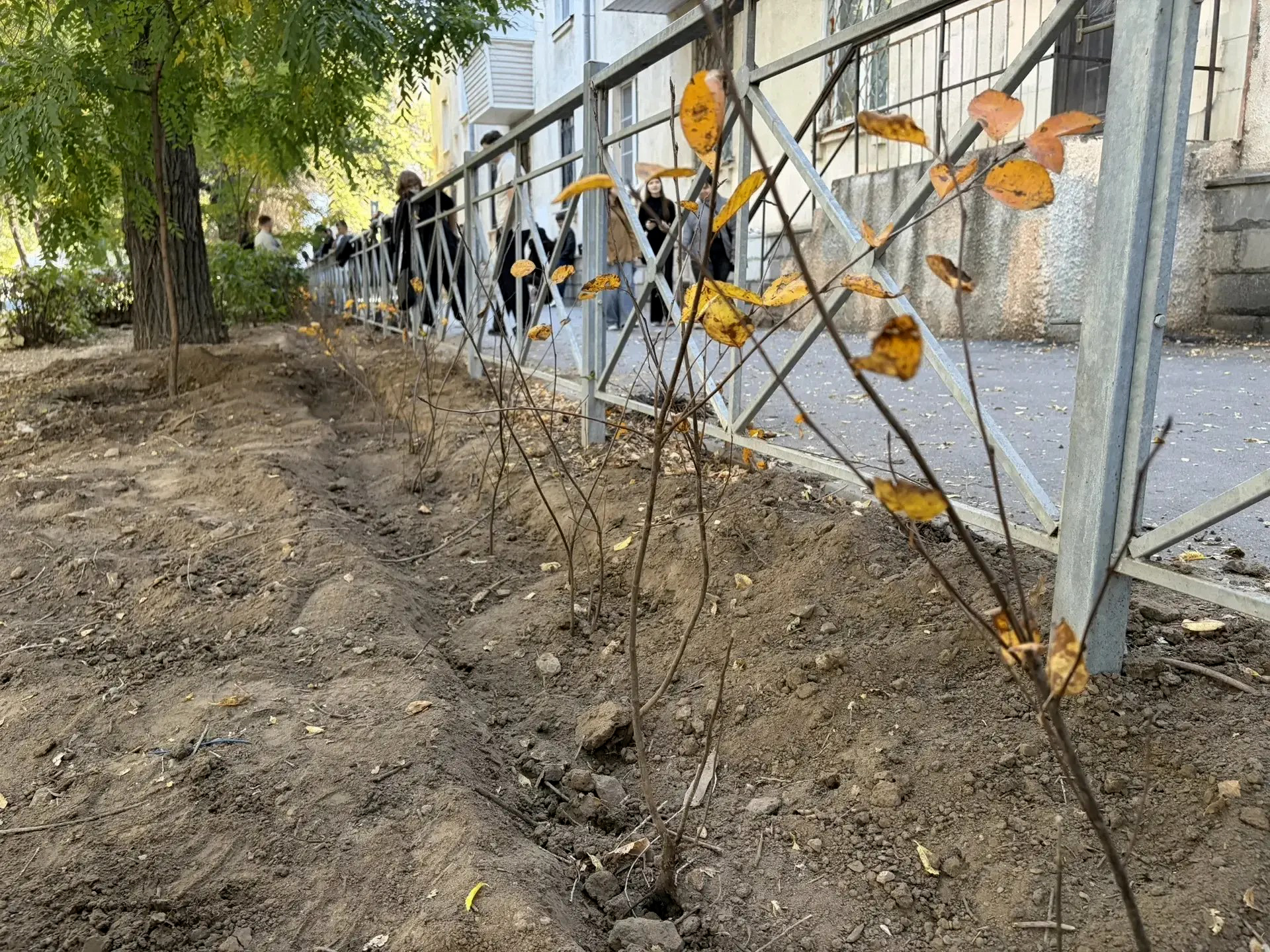 В Волжском стартовала осенняя акция по озеленению