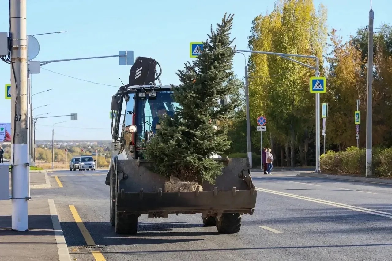 Деревья начали высаживать на улице 7-й Гвардейской в Волгограде