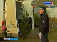 Россельхознадзор проверяет елочные базары