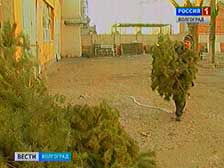 Волгоградские лесоводы обеспечат рождественскими елками храмы области