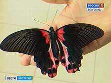 Волгоградцы могут посетить сад экзотических птиц и бабочек