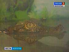 В Волгограде тоже водятся крокодилы