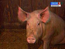 В Волгоградской области сохраняются жесткие меры ветеринарного контроля в отношении свинопоголовья
