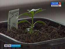 Первые ростки редких видов сирени взошли в Волгоградском ботаническом саду