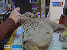 В Кумылженском районе обнаружены останки предка мамонта