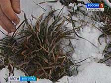 Озимые спокойно переносят январские морозы