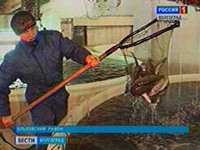 Ольховские рыбоводы планируют расширение производства