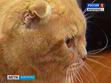 В России отмечают День кошек