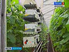 В волгоградских теплицах зреют овощи