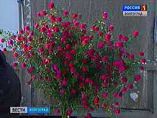 Волгоградские экологи вышли в рейд по первоцветам