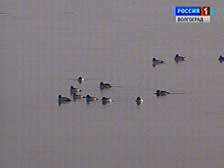 На Центральной набережной Волгограда обосновались дикие утки