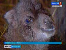 В Иловлинском районе растет поголовье верблюдов