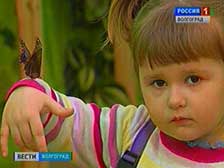 В краеведческом музее открылась выставка бабочек
